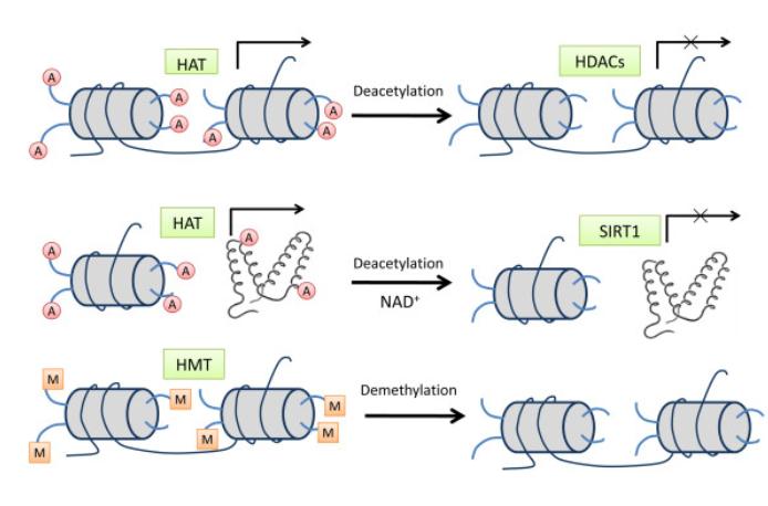 Advancements in Protein Methylation Research